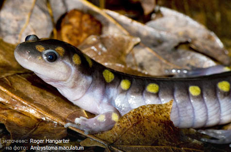 Пятнистая саламандра (Ambistoma maculatum)