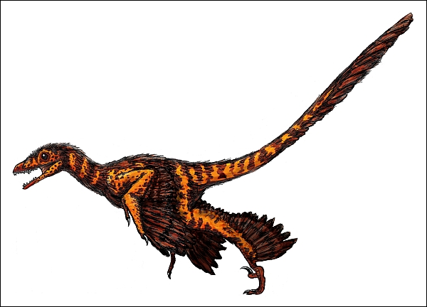 Пернатый динозавр Sinornithosaurus (иллюстрация Wikimedia Commons)