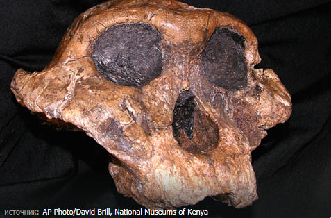 Череп Paranthropus boisei