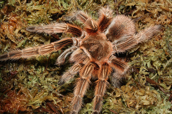 Чилийский розовый птицеед Grammostola rosea (фото Grazzybear)