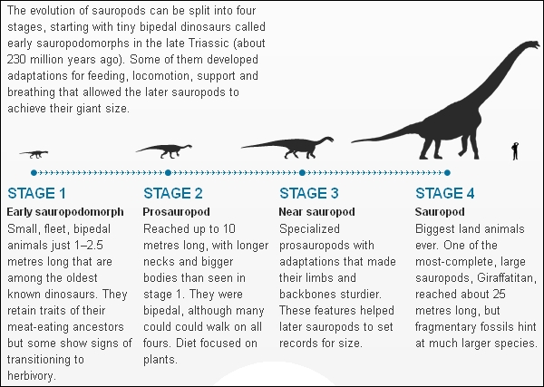 Этапы эволюции зауроподов (здесь и ниже иллюстрации из журнала Nature)