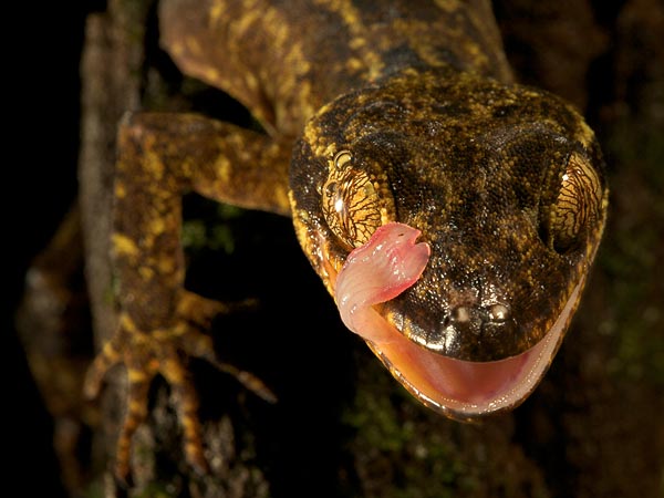 Кривопалый геккон Cyrtodactylus boreoclivus (фото Tim Laman / National Geographic)