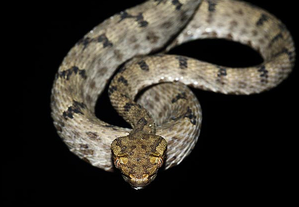 Гремучая змея Protobothrops maolanensis (фото Jian-Huan Yang / National Geographic)