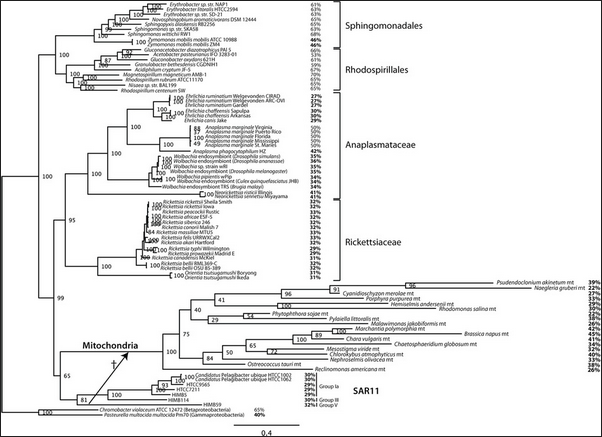 Место митохондрий в родословной альфапротеобактерий (схема авторов исследования)