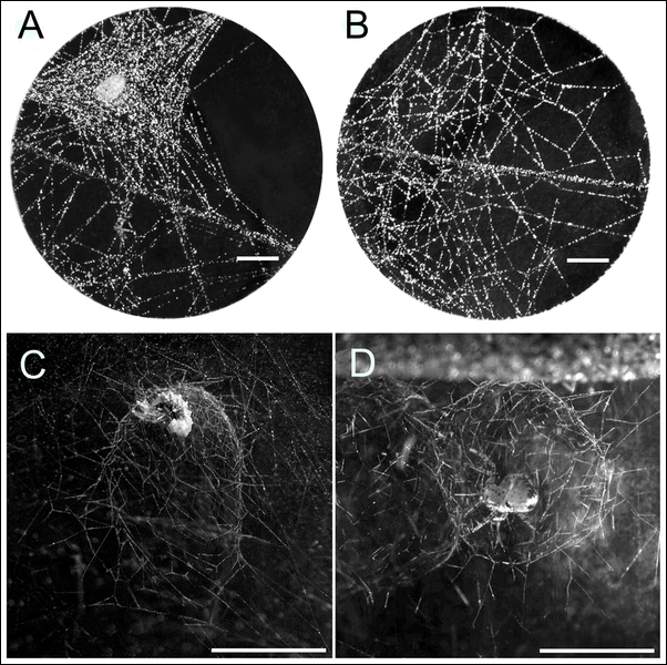 А, В — паутина заражённого и здорового пауков; С — личинка наездника в зимовочном куполе паука; D — паук в собственном зимовочном куполе (здесь и ниже фото авторов исследования)