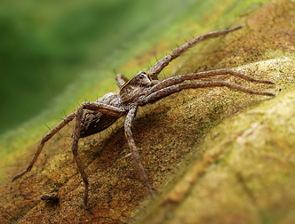 Pisaura mirabilis