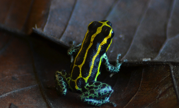 Ranitomeya imitator, полосатый вариант расцветки (фото A. Stuckert)