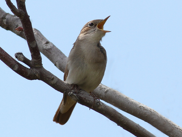 Поющий соловей (фото Whitstable Wildlife)