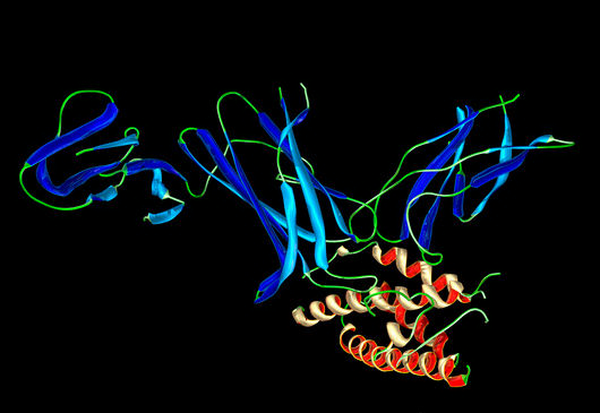 Пространственная структура молекулы Il-12 — одного из трёх цитокинов, определяющих иммунную устойчивость популяции (рисунок Dr Mark J. Winter)