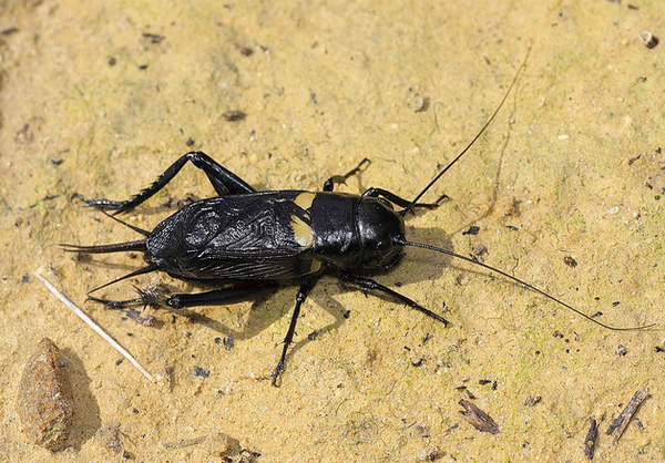 Самки сверчка Gryllus bimaculatus могут в течение месяца поддерживать жизнеспособность сперматозоидов. (Фото tristanba.)