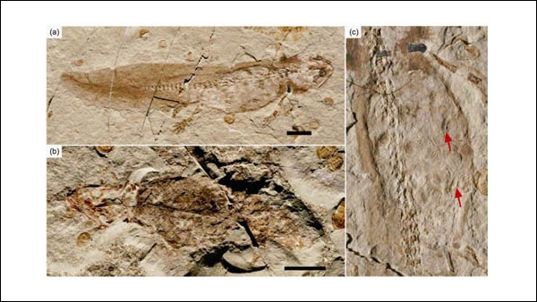 Jeholotriton paradoxus со своими жаброногими (здесь и ниже — изображения Institute of Vertebrate Paleontology and Paleoanthropology; масштабная полоска равна 10 мм)