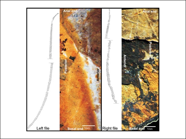 Изображение Jun-Jie Gu et al., PNAS Early Edition (2012)