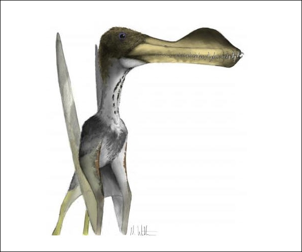 Coloborhynchus capito (изображение Mark Witton, University of Portsmouth)