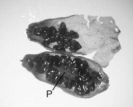 Семена, освобождённые из-под 38-метрового слоя вечной мерзлоты (фото Yashina et al./ PNAS)