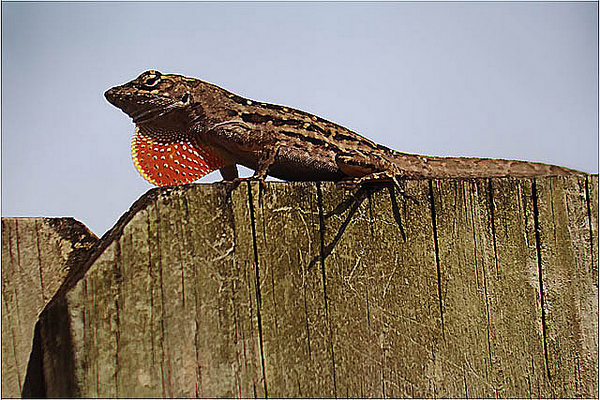 Самец анолиса Anolis sagrei (фото Filigreed)