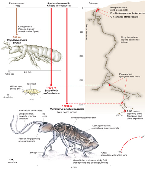 Ногохвостки – беспозвоночные членистоногие, близкие к ракообразным, насекомым и паукам. Найденные в абхазской пещере экземпляры насчитывали в длину от 1 до 4 миллиметров, информирует университет Наварры. На рисунке показана схема пещеры (справа) и отмечены глубины, где обнаружены четыре новых вида ногохвосток (красные кружки). Слева вверху – предыдущий рекордсмен из этого отряда — Ongulonychiurus colpus, открытый в Испании четверть века назад (иллюстрация Universidad de Navarra)
