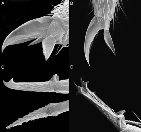 Коготки (A, B) и крошечные колючки диковинной ногохвостки (фотографии Rafael Jordana et al./ Terrestrial Arthropod Reviews)