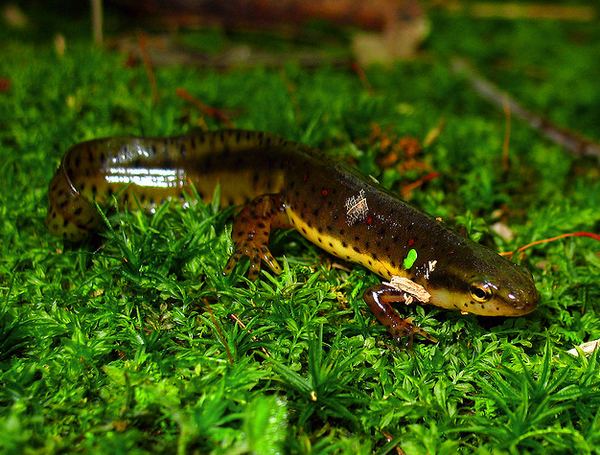 Зеленоватый тритон Notophthalmus viridescens (фото Nick Scobel)