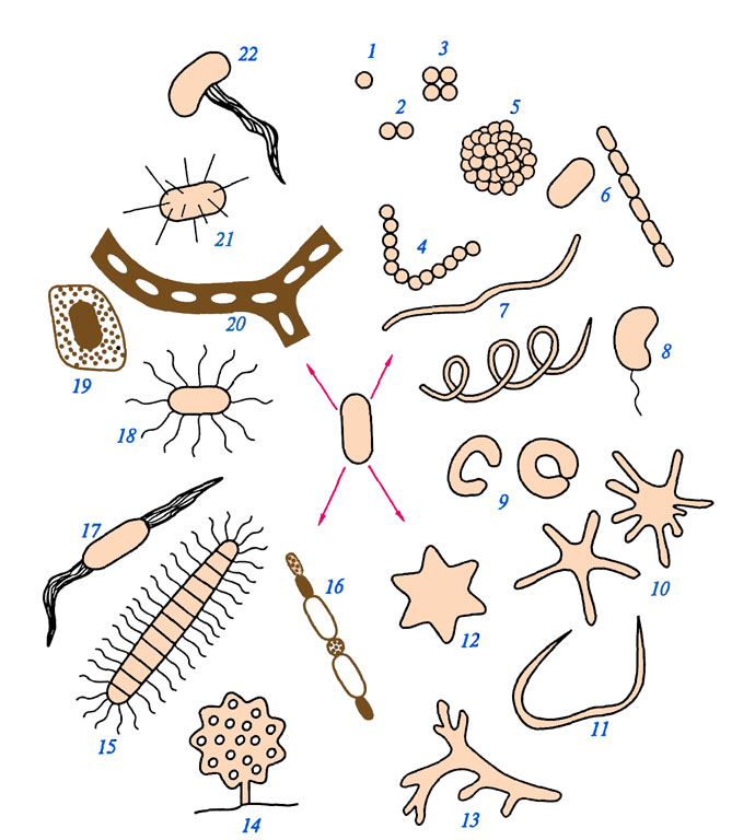 Бактерии биология. Царство бактерии форма бактериальных клеток. Формы клеток бактерий прокариот. Бактерии рисунок. Бактерии зарисовка.